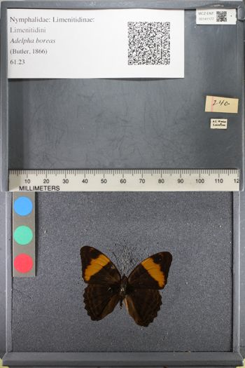 Media type: image;   Entomology 141177